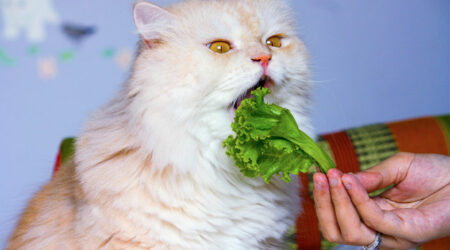 7 delicious human foods and treats safe for cats